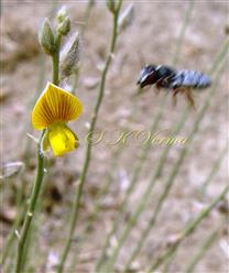  Racemose Inflorescence